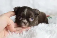 Ember, a female Chihuahua for sale in Fannett, TX – Photo 1 of 5