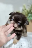 Rory, a male Chihuahua for sale in Beaumont, TX – 2 of 4