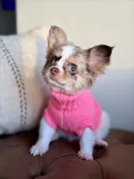 Blair , a female Chihuahua for sale in Beaumont, TX – 6 of 7