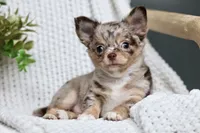 Rowdy, a male Chihuahua for sale in Beaumont, TX – 4 of 10