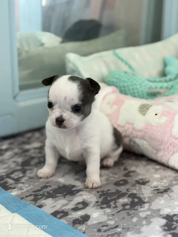 Gamora  – Chihuahua puppy for sale in Beaumont, TX