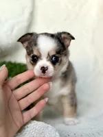 AKC Pixie , a female Chihuahua for sale in Beaumont, TX – 5 of 6