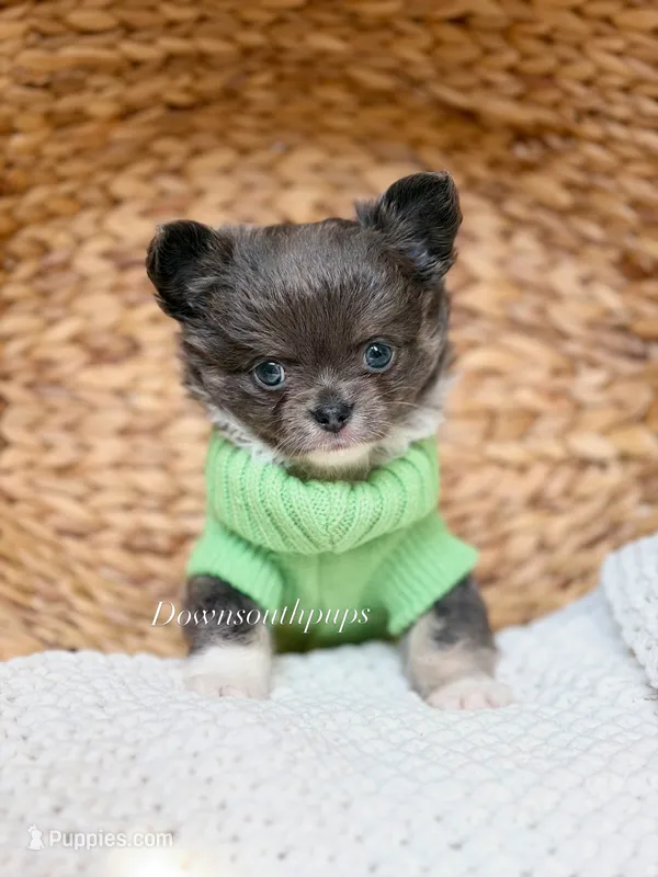 Blue  – Chihuahua puppy for sale in Beaumont, TX