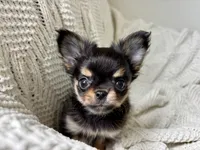 Milo, a male Chihuahua for sale in Beaumont, TX – 4 of 6