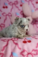 Lila - Merle - Blue eyes, a female Chihuahua for sale in Fannett, TX – Photo 6 of 10