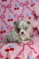 Lila - Merle - Blue eyes, a female Chihuahua for sale in Fannett, TX – Photo 7 of 10