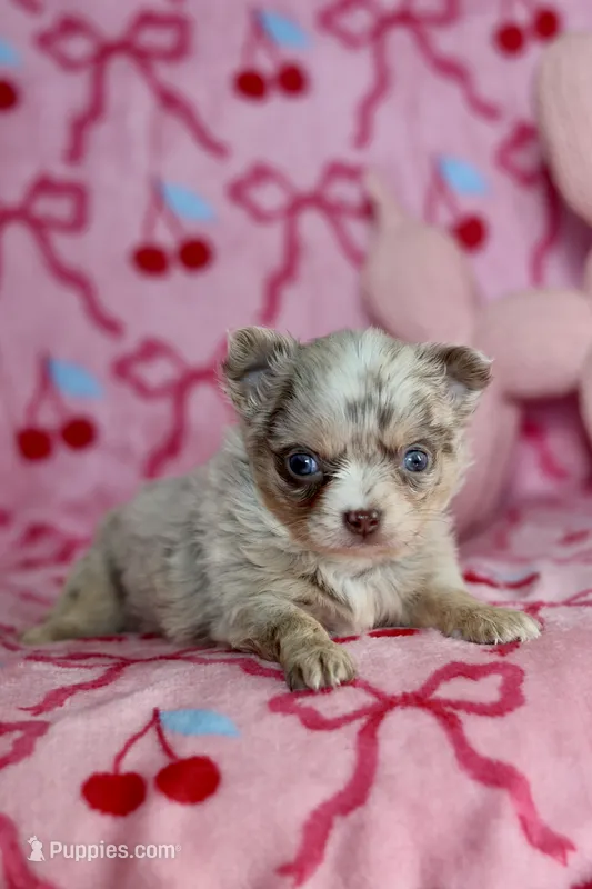 Lila - Merle - Blue eyes