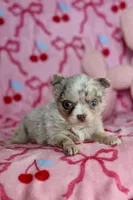 Lila - Merle - Blue eyes, a female Chihuahua for sale in Fannett, TX – Photo 1 of 10