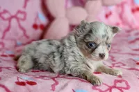 Lila - Merle - Blue eyes, a female Chihuahua for sale in Fannett, TX – Photo 10 of 10