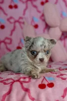 Lila - Merle - Blue eyes, a female Chihuahua for sale in Fannett, TX – Photo 3 of 10