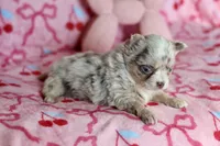 Lila - Merle - Blue eyes, a female Chihuahua for sale in Fannett, TX – Photo 5 of 10