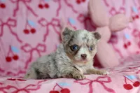 Lila - Merle - Blue eyes, a female Chihuahua for sale in Fannett, TX – Photo 9 of 10
