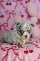 Lila - Merle - Blue eyes, a female Chihuahua for sale in Fannett, TX – Photo 2 of 10