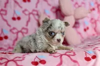 Lila - Merle - Blue eyes, a female Chihuahua for sale in Fannett, TX – Photo 4 of 10