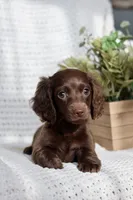 Aria , a female Miniature Dachshund for sale in Beaumont, TX – 3 of 10