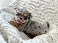 Marley , a female Chihuahua for sale in Beaumont, TX – 3 of 4