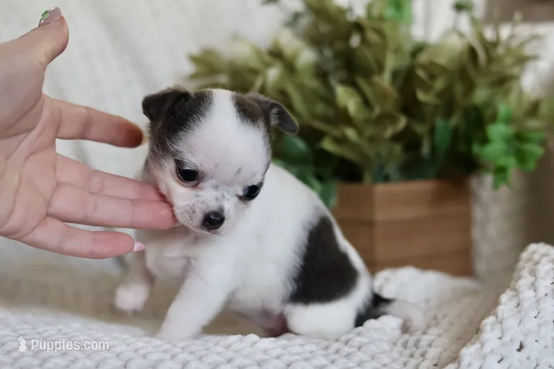 Gamora  – Chihuahua puppy for sale in Beaumont, TX