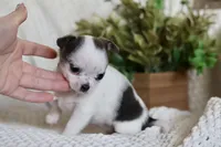 AKC Gamora , a female Chihuahua for sale in Beaumont, TX – 3 of 7
