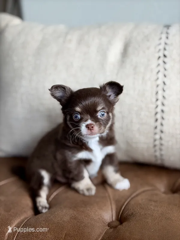 Scout – Chihuahua puppy for sale in Beaumont, TX