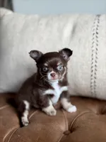 Scout, a male Chihuahua for sale in Beaumont, TX – 1 of 10
