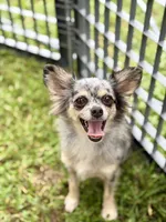Remi - Spayed, a female Chihuahua for sale in Beaumont, TX – 3 of 3