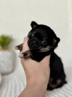 Groot, a male Chihuahua for sale in Beaumont, TX – 5 of 8