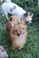 AKC Foxy, a female Chihuahua for sale in Fannett, TX – Photo 1 of 3