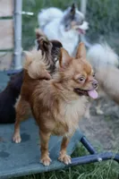 AKC Foxy, a female Chihuahua for sale in Fannett, TX – Photo 2 of 3