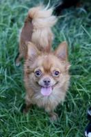 AKC Foxy, a female Chihuahua for sale in Fannett, TX – Photo 3 of 3