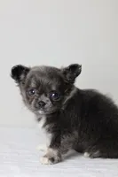 AKC - Sydney, a female Chihuahua for sale in Fannett, TX – Photo 6 of 10