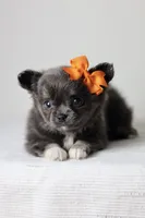 AKC - Sydney, a female Chihuahua for sale in Fannett, TX – Photo 4 of 10