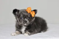 AKC - Sydney, a female Chihuahua for sale in Fannett, TX – Photo 8 of 10