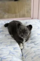 AKC - Sydney, a female Chihuahua for sale in Fannett, TX – Photo 7 of 10