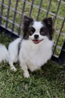 AKC - Sydney, a female Chihuahua for sale in Fannett, TX – Photo 10 of 10