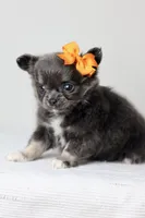 AKC - Sydney, a female Chihuahua for sale in Fannett, TX – Photo 2 of 10