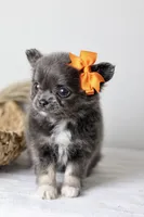 AKC - Sydney, a female Chihuahua for sale in Fannett, TX – Photo 5 of 10