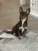 AKC - Sydney, a female Chihuahua for sale in Fannett, TX – Photo 9 of 10