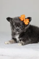AKC - Sydney, a female Chihuahua for sale in Fannett, TX – Photo 3 of 10