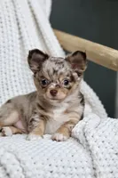 Rowdy, a male Chihuahua for sale in Beaumont, TX – 5 of 10