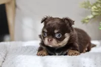AKC Brody, a male Chihuahua for sale in Beaumont, TX – 7 of 10