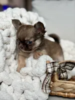 Anastasia - Tiny , a female Chihuahua for sale in Beaumont, TX – 5 of 7