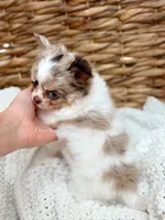 Blair , a female Chihuahua for sale in Beaumont, TX – 3 of 3