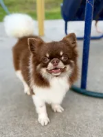 Groot, a male Chihuahua for sale in Beaumont, TX – 8 of 8