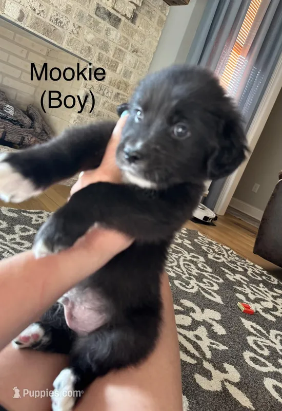 Mookie – Australian Shepherd, Golden Retriever puppy for sale in Canton, MS