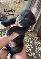 Mookie, a male Australian Shepherd and Golden Retriever for sale in Canton, MS – Photo 1 of 2