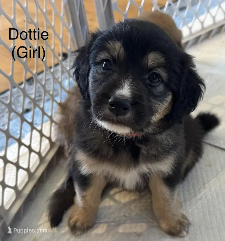 Dottie – Australian Shepherd, Golden Retriever puppy for sale in Canton, MS