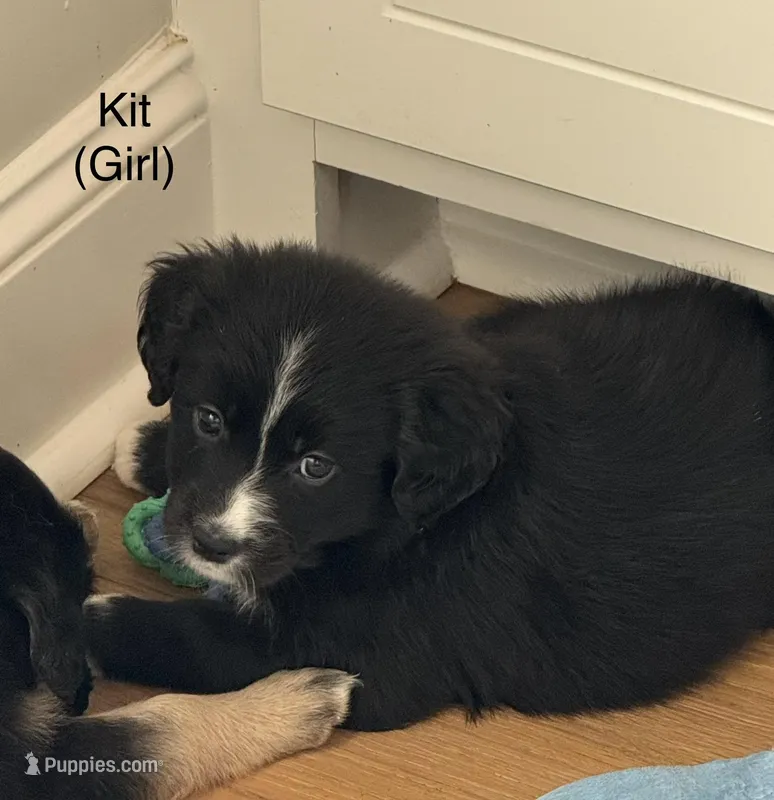 Kit  – Australian Shepherd, Golden Retriever puppy for sale in Canton, MS