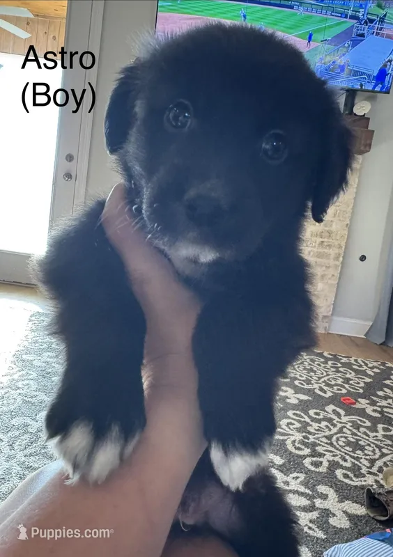 Astro  – Australian Shepherd, Golden Retriever puppy for sale in Canton, MS