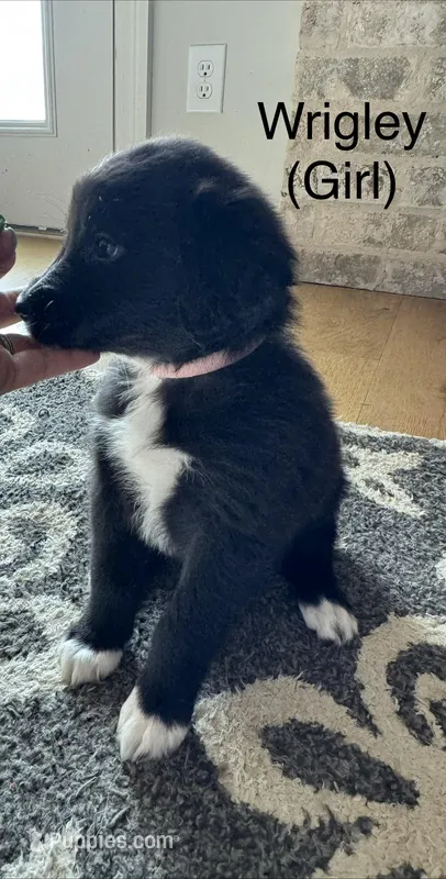 Wrigley – Australian Shepherd, Golden Retriever puppy for sale in Canton, MS