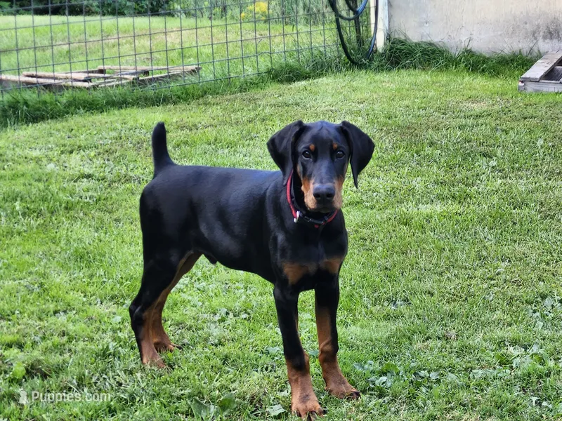 HANK – Doberman Pinscher puppy for sale in Skowhegan, ME